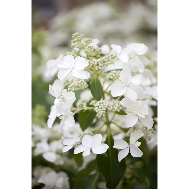 Hydrangea Paniculata Rispenhortensie Butterfly R 40-60 cm