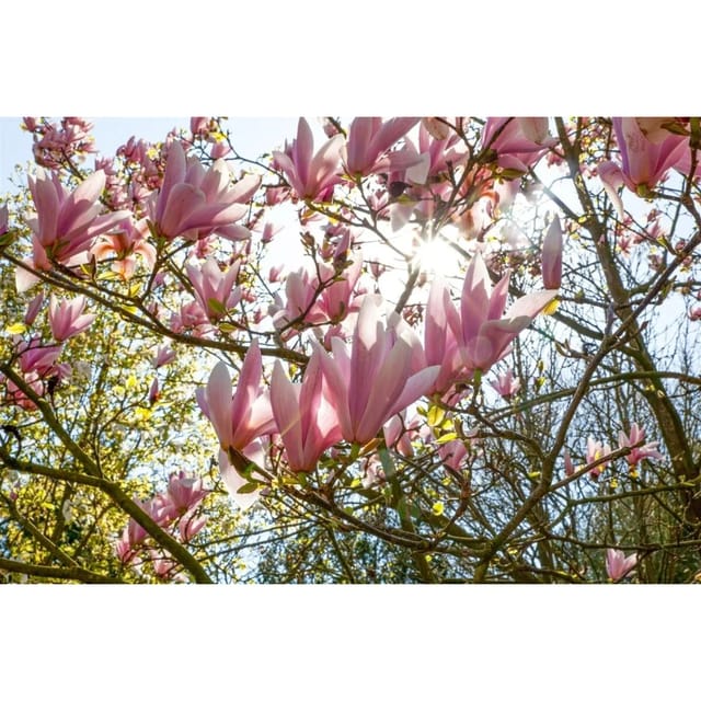 Magnolia Soulangiana Tulpenmagnolie Pickard's Schmetterling 50-60 cm