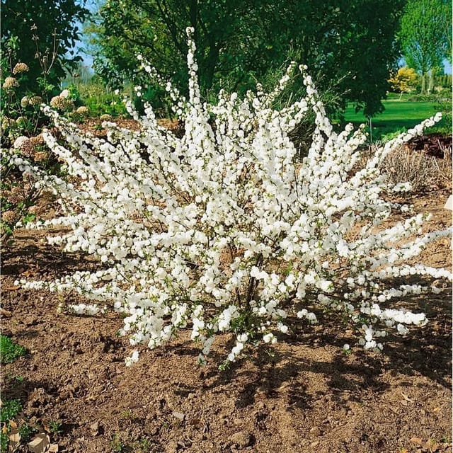 Prunus Glandulosa Mandelbäumchen 40-60 cm
