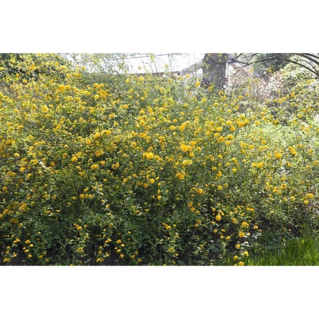 Kerria Japonica Ranunkelstrauch 15-20 cm
