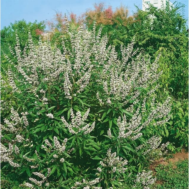 Vitex Agnus-Castus Mönchspfeffer Latifolia Alba 40-60 cm