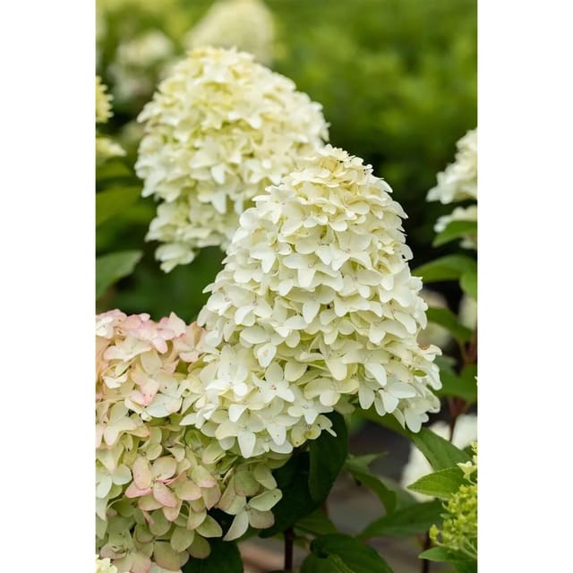 Hydrangea Paniculata Rispenhortensie Magical Candle R 40-60 cm
