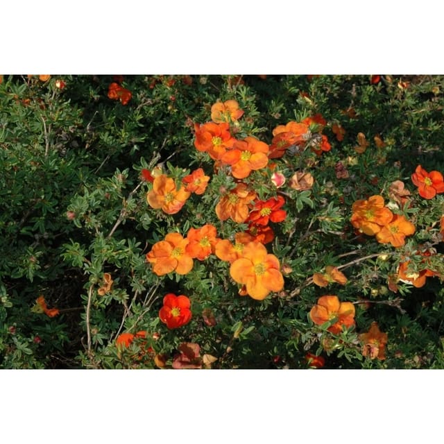 Potentilla Red Ace Fingerstrauch 2-3 Liter Container