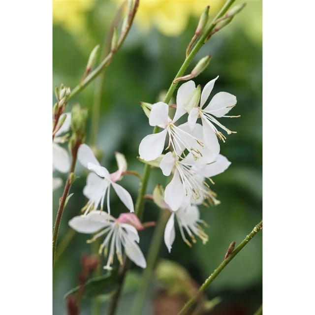 Gaura Lindheimeri Prachtkerze Gambit White 2 Liter Container