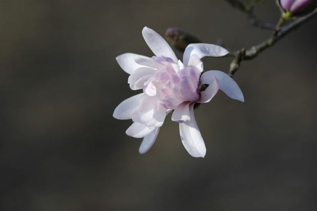 Magnolia Stellata Sternmagnolie Rosea 15-20 cm