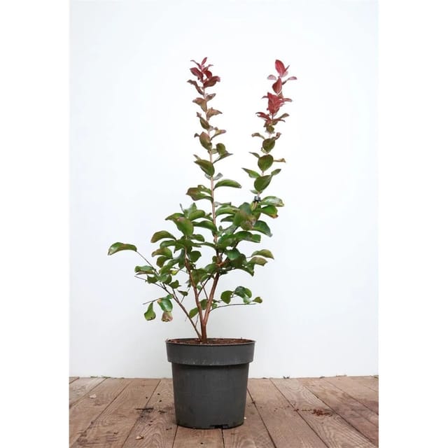 Lagerstroemia Indica Flieder 'Dynamite' 60-80 cm