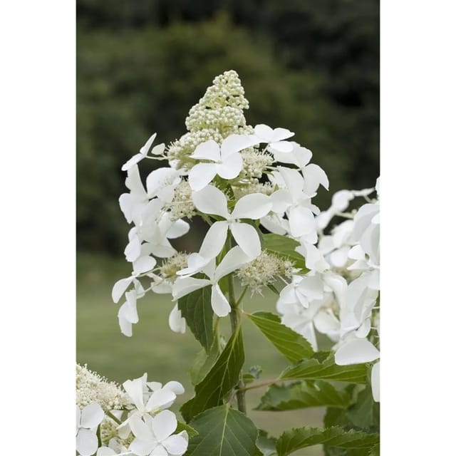 Hydrangea Paniculata Rispenhortensie Skyfall Ca. 9x9 cm Topf