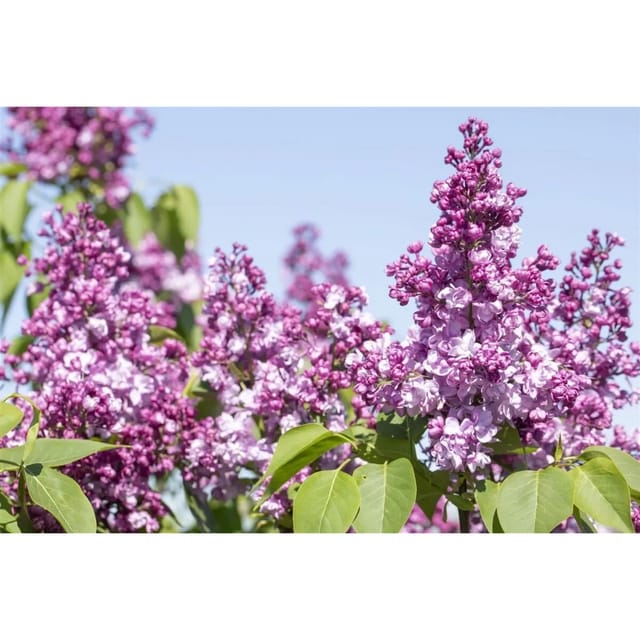 Syringa Vulgaris Flieder 'Paul Thirion' 60-80 cm