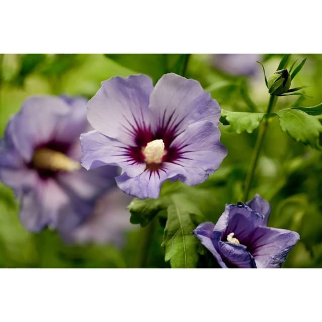 Hibiscus Syriacus Gartenhibiskus Marina 15-20 cm