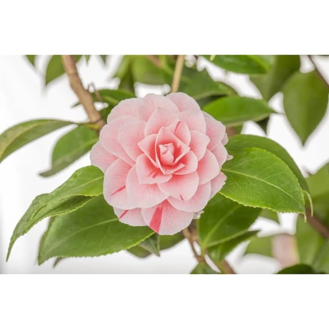 Camellia Japonica Kamelie Bonomiana 30-40 cm