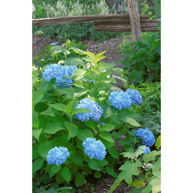 Hydrangea Macrophylla Bauernhortensie Nikko Blue 40-60 cm