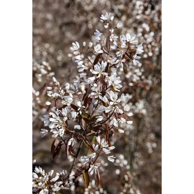 Amelanchier Rainbow Pillar Felsenbirne 125–150 cm Säulenförmig