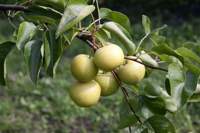 Pyrus Pyrifolia Nijisseiki Nashi-Birne 150–200 cm Saftig-Süß