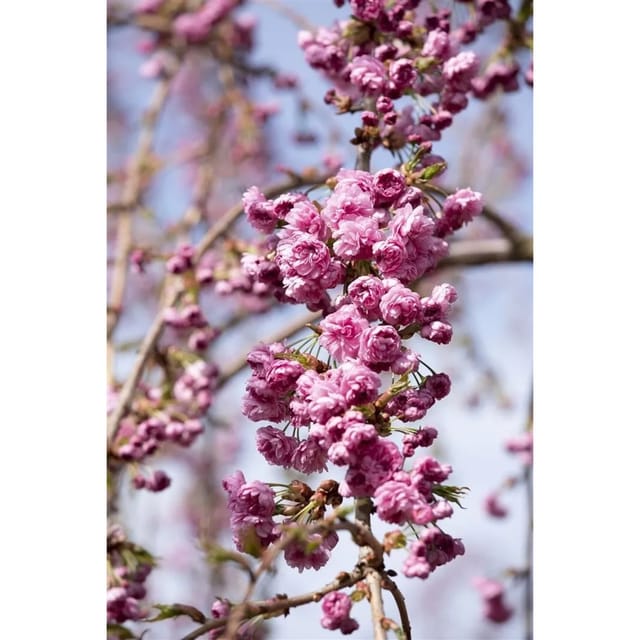 Prunus Serrulata Kiku-Shidare-Zakura Hängende Kirsche Rosa 60–100 cm