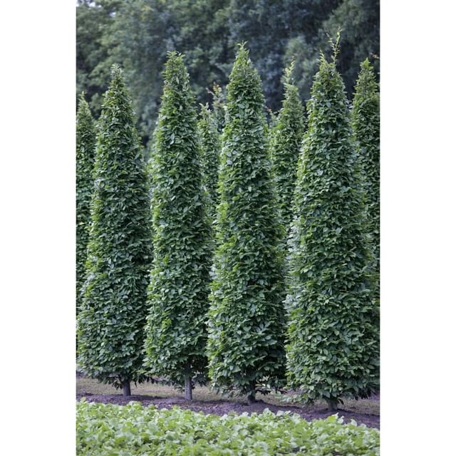 Carpinus Betulus Fastigiata Hainbuche Säulenförmig 80–100 cm