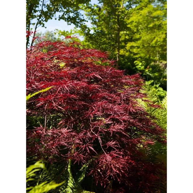 Acer Palmatum Red Pygmy Japanischer Ahorn Rot 60 cm Stammhöhe