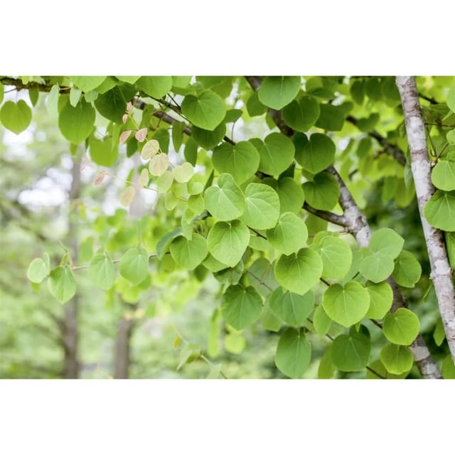 Cercidiphyllum Japonicum Katsurabaum 20–30 cm