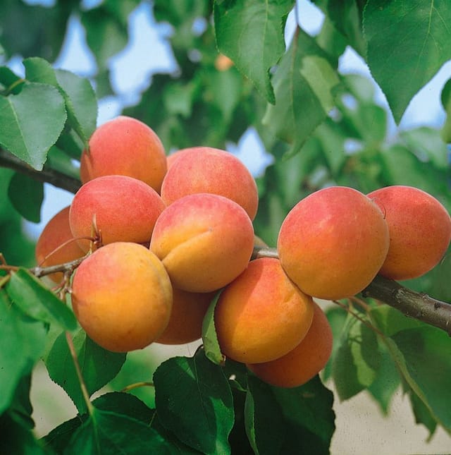 Prunus Armeniaca Harcot Aprikose Süß 150–200 cm