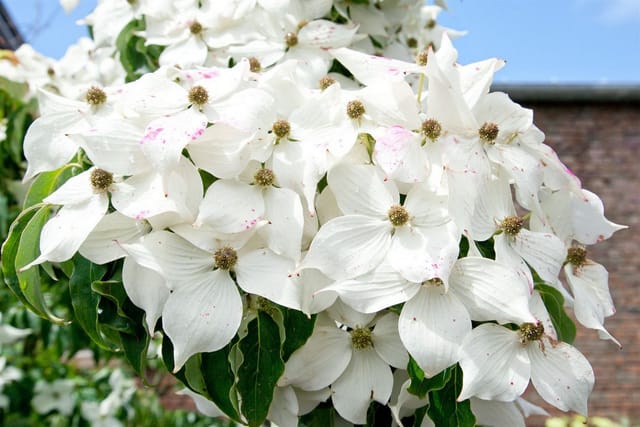Cornus Kousa Moonbeam Japanischer Blumen-Hartriegel 80–100 cm