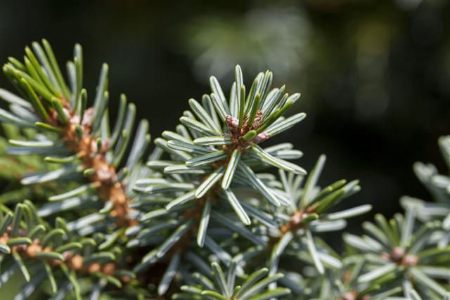 Picea Omorika Serbische Fichte 15–20 cm