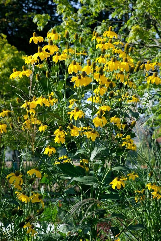 Rudbeckia Maxima Große Sonnenhut Ca. 9x9 cm Topf