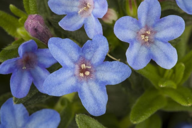 Lithodora Diffusa Heavenly Blue Himmelsblauer Steinsame Ca. 9x9 cm Topf