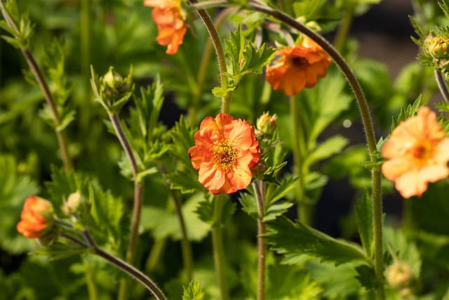 Geum Coccineum Werner Arends Nelkenwurz Ca. 9x9 cm Topf