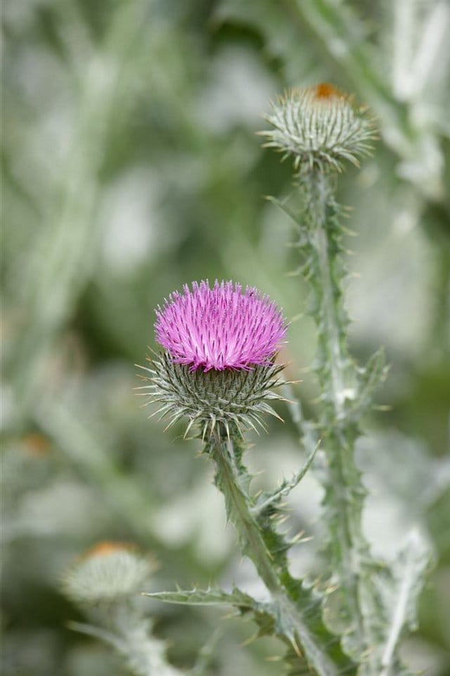 Onopordum Acanthium Eselsdistel Ca. 11x11 cm Topf