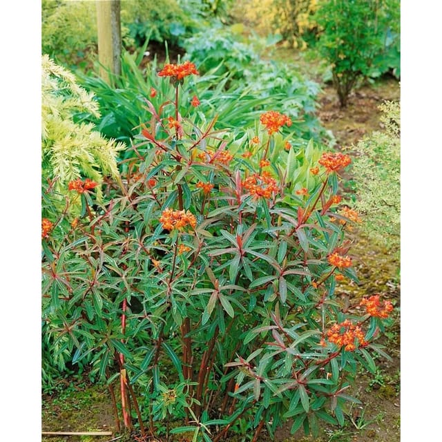 Euphorbia Griffithii Dixter Ca. 9x9 cm Topf
