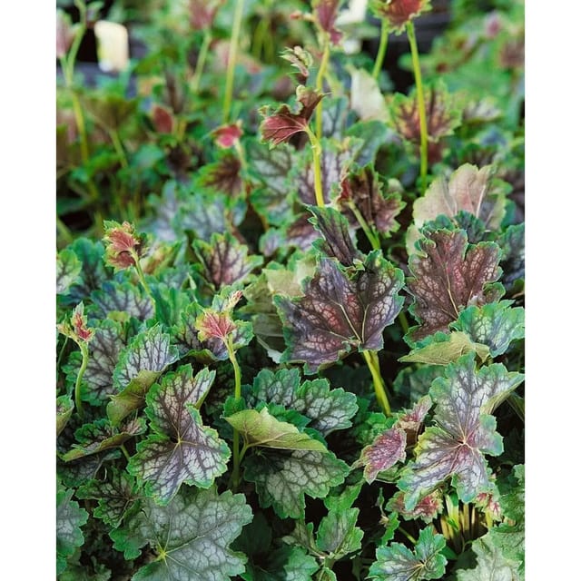 Heuchera Americana Beauty Color Purpurglöckchen Ca. 11x11 cm Topf