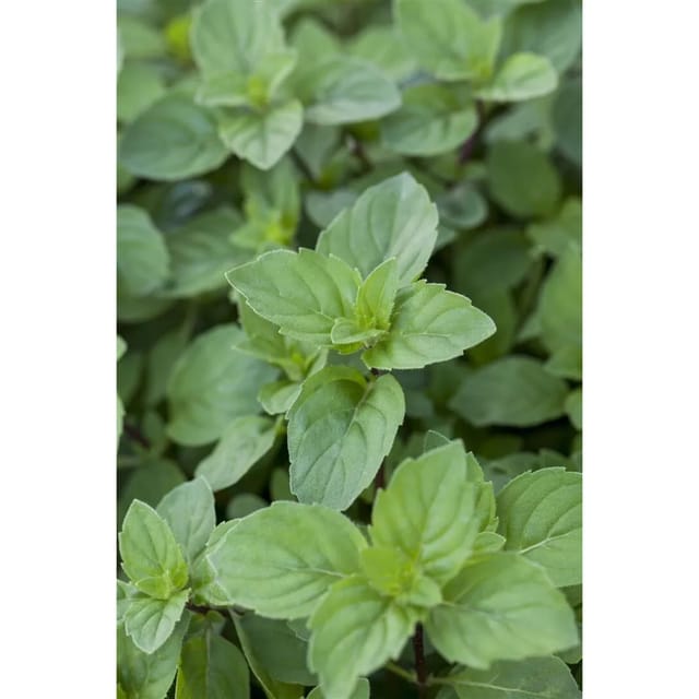 Mentha X Piperita Var. Citrata Lemon Zitronenminze Ca. 9x9 cm Topf