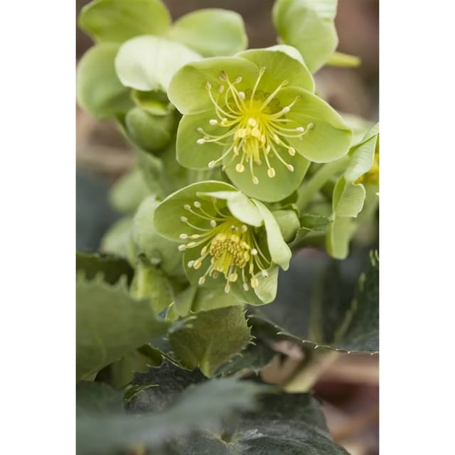 Helleborus Argutifolius Korsische Nieswurz Ca. 11x11 cm Topf