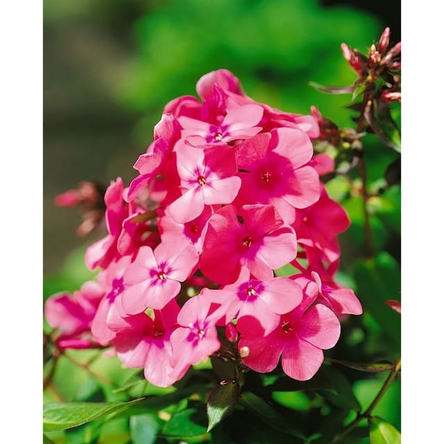 Phlox X Arendsii Anja Flammenblume Ca. 11x11 cm Topf