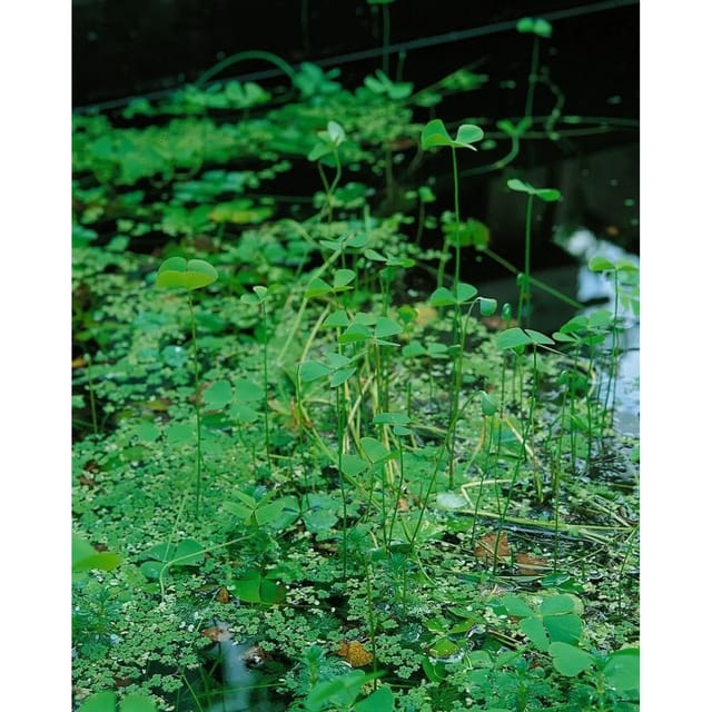 Marsilea Quadrifolia Kleefarn Ca. 9x9 cm Topf
