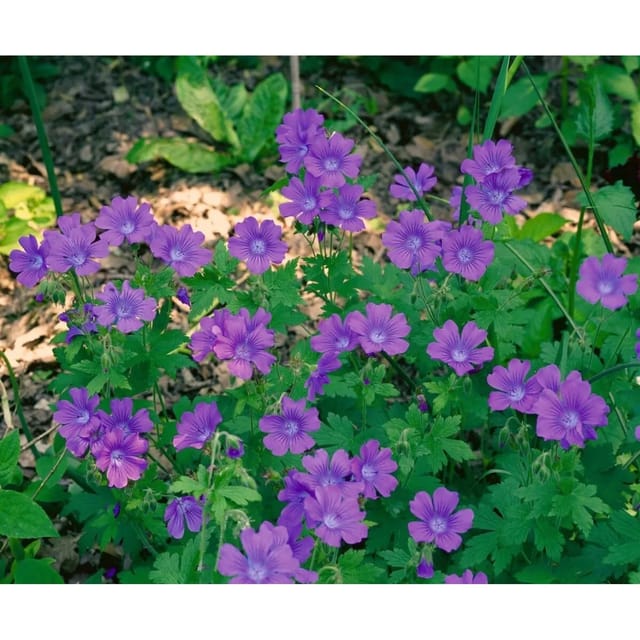 Geranium Sylvaticum Birch Lilac Wald Storchschnabel Ca. 9x9 cm Topf