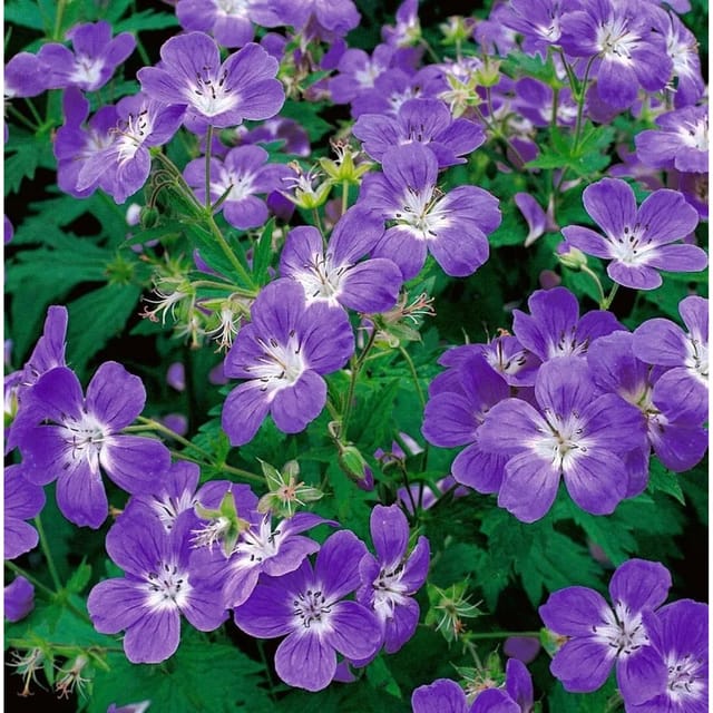 Geranium Sylvaticum Wald Storchschnabel Ca. 9x9 cm Topf