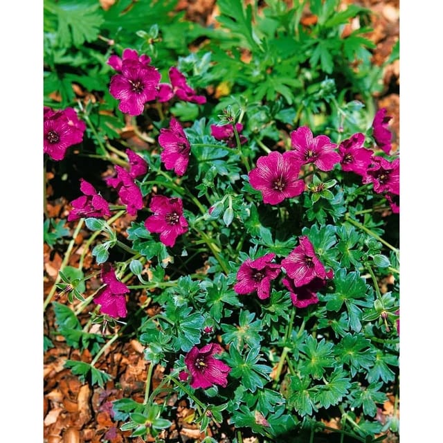 Geranium Cinereum Purple Pillow Storchschnabel Ca. 9x9 cm Topf