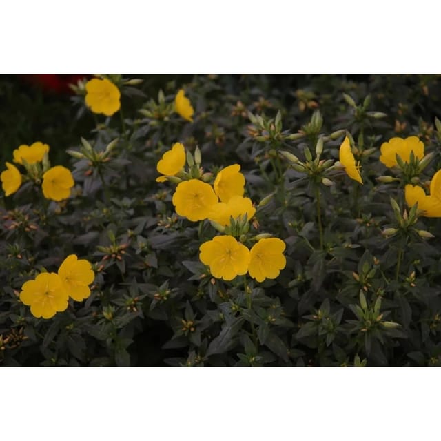 Oenothera Tetragona Hohes Licht Nachtkerze Ca. 9x9 cm Topf