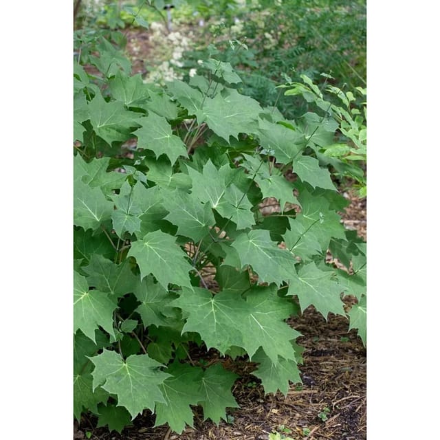 Kirengeshoma Palmata 2-3 Liter Container