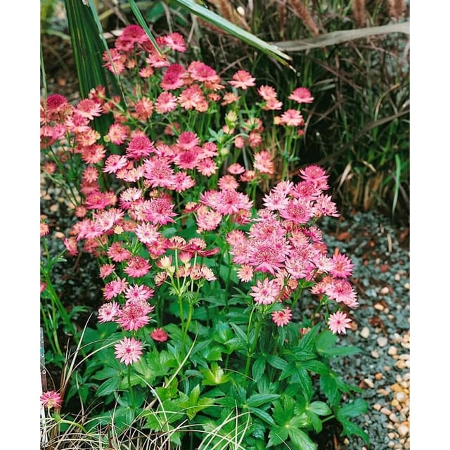 Astrantia Major Roma Sterndolde Ca. 11x11 cm Topf