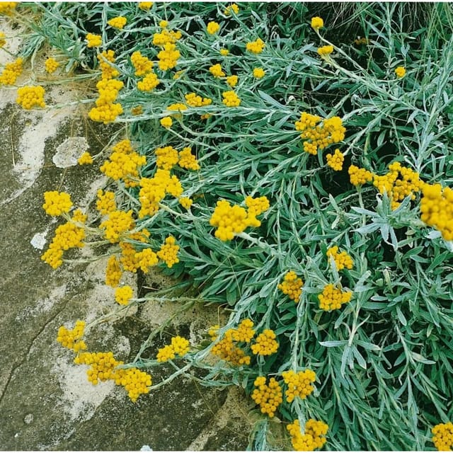 Helichrysum Thianshanicum Goldkind Strohblume Ca. 9x9 cm Topf