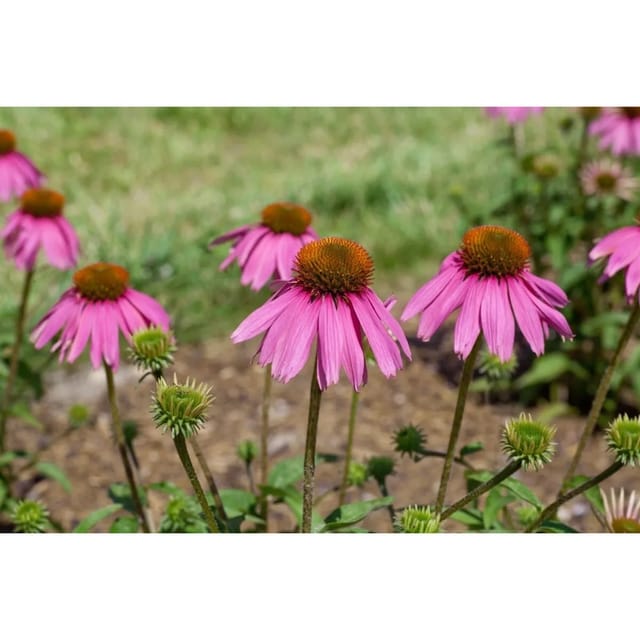 Echinacea Purpurea Kims Knee High R Roter Sonnenhut Ca. 11x11 cm Topf