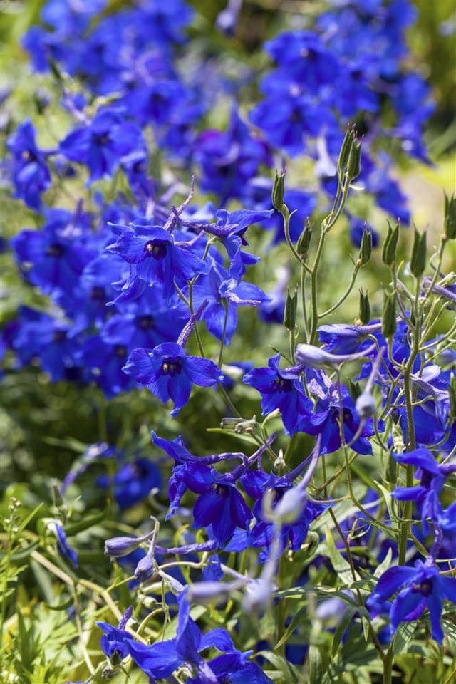 Delphinium X Belladonna Völkerfrieden Rittersporn Ca. 11x11 cm Topf