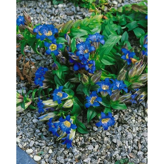Gentiana Septemfida Siebenfacher Enzian Ca. 9x9 cm Topf