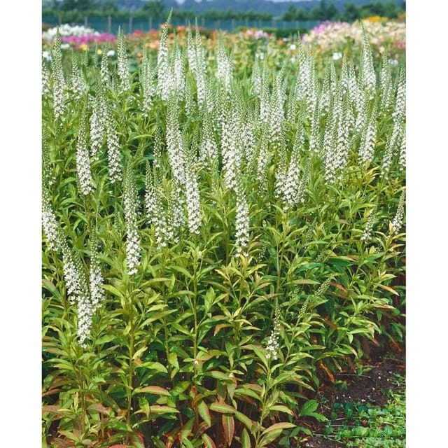 Lysimachia Fortunei Ca. 9x9 cm Topf
