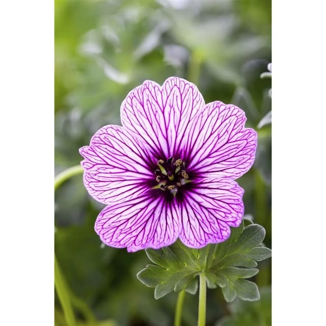 Geranium Cinereum Ballerina Aschgrauer Storchschnabel Ca. 9x9 cm Topf