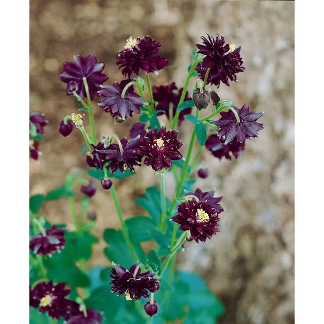 Aquilegia Vulgaris Akelei Black Barlow Ca. 9x9 cm Topf