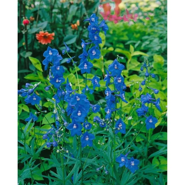 Delphinium X Bellad. Balaton Rittersporn Ca. 11x11 cm Topf