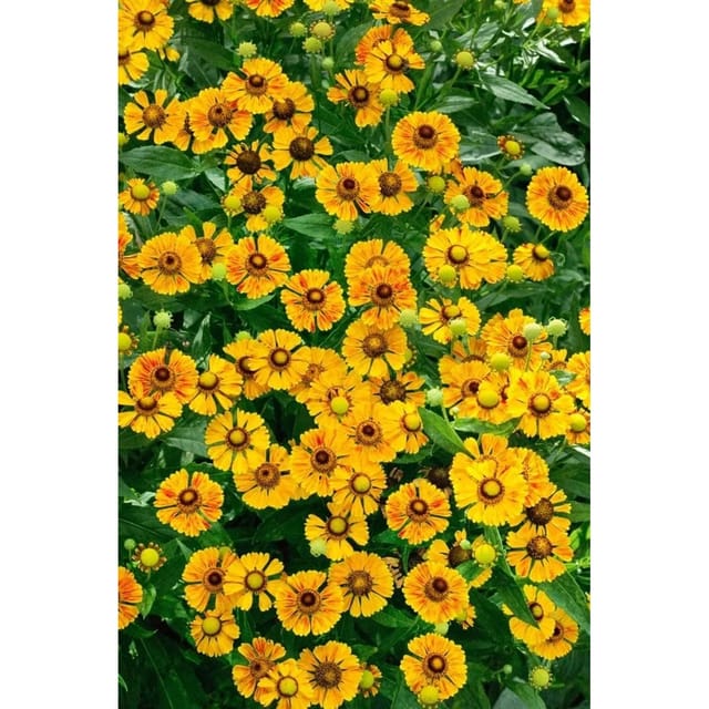Helenium X Cult. Rauchtopas Sonnenbraut Ca. 11x11 cm Topf