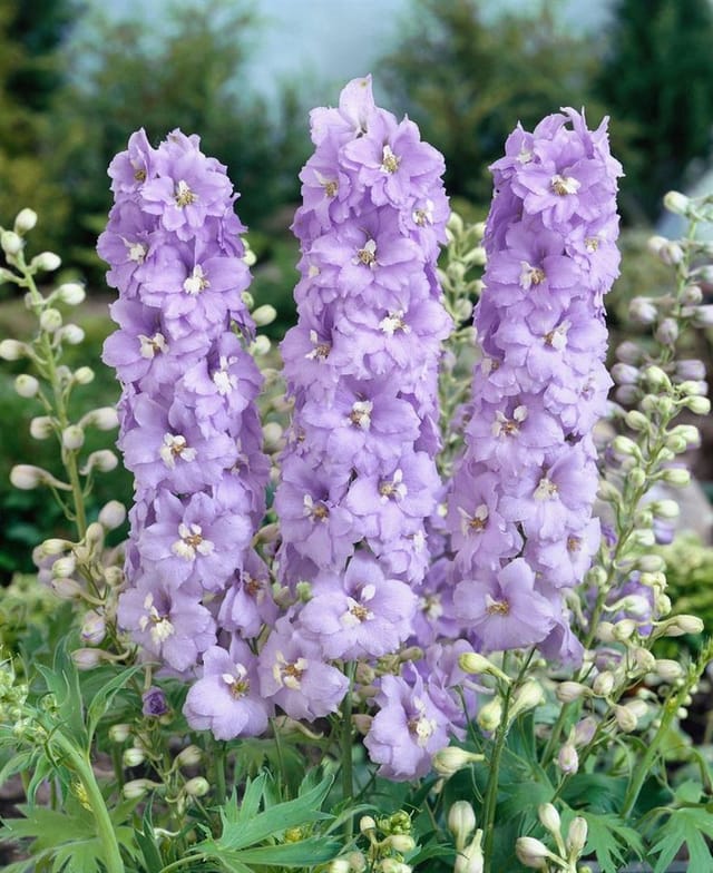 Delphinium Pacific Guinevere Rittersporn Ca. 11x11 cm Topf